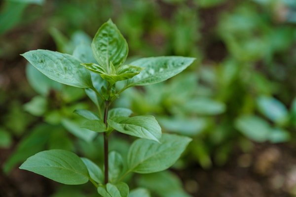 Soluseo : vivez écolo grâce à des astuces durables